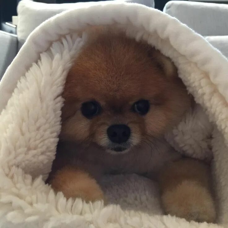jiff on Instagram: "jiff" Cute baby animals, Cute animals, Cute dogs