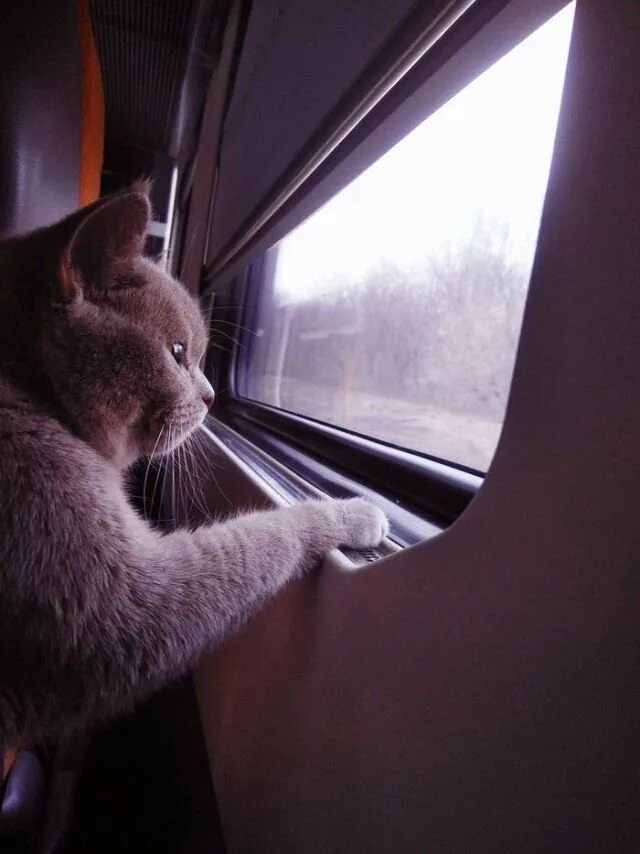 Кот железная дорога. Кот в поезде. Кот едет в поезде. Кот в электричке. Едем на поезде.