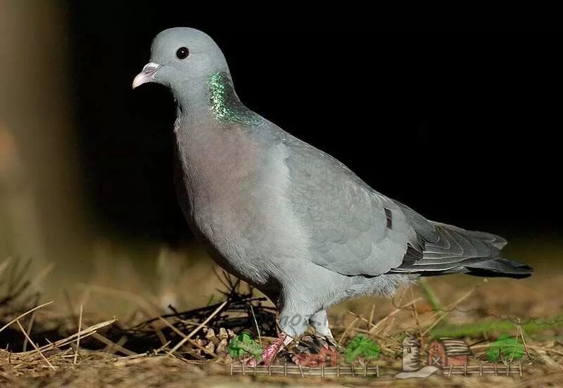 Клинтух (Columba Oenas). Лесной голубь Клинтух. Горлица и Клинтух. Порода голубей Клинтух. Серый голубь звуки