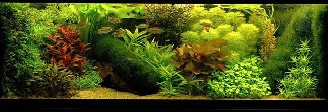Голландский аквариум схема посадки растений и фото Pin em Aquarium