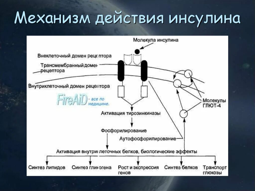 Клеточные механизмы действия инсулина. Механизма действия инсулин БХ. Механизм действия инулина. Схема действия инсулина. Участвует в синтезе инсулина