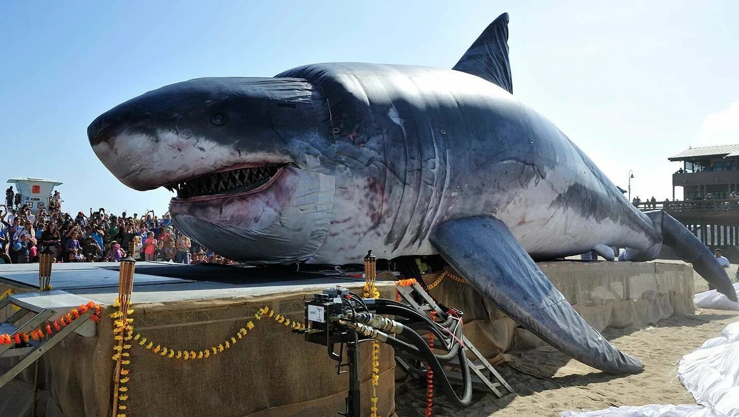 Существует ли сейчас мегалодон. Акула-монстр мегалодон жив. megalodon 100 метров. самая огромная акула в мире мегалодон. кархародон мегалодон.