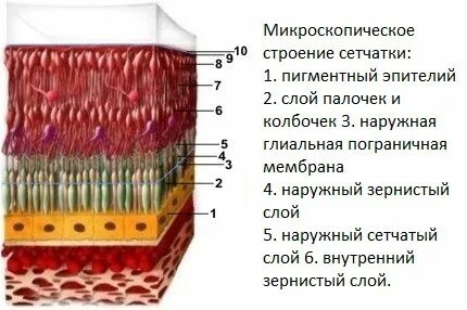 Сетчатый слой