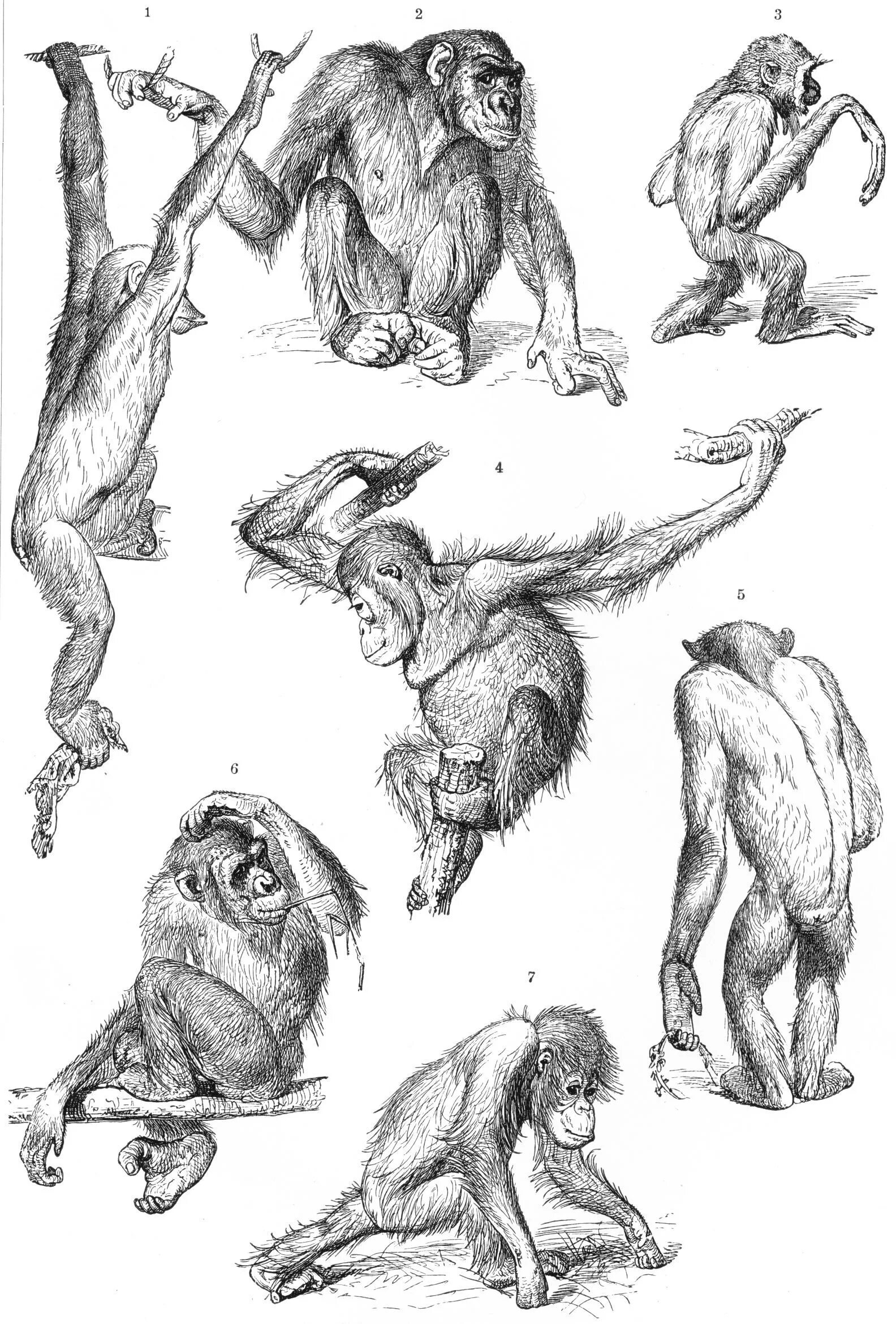 Анатомия орангутана. Анатомия шимпанзе. Обезьяна рисунок карандашом. Обезьяна в разных позах.