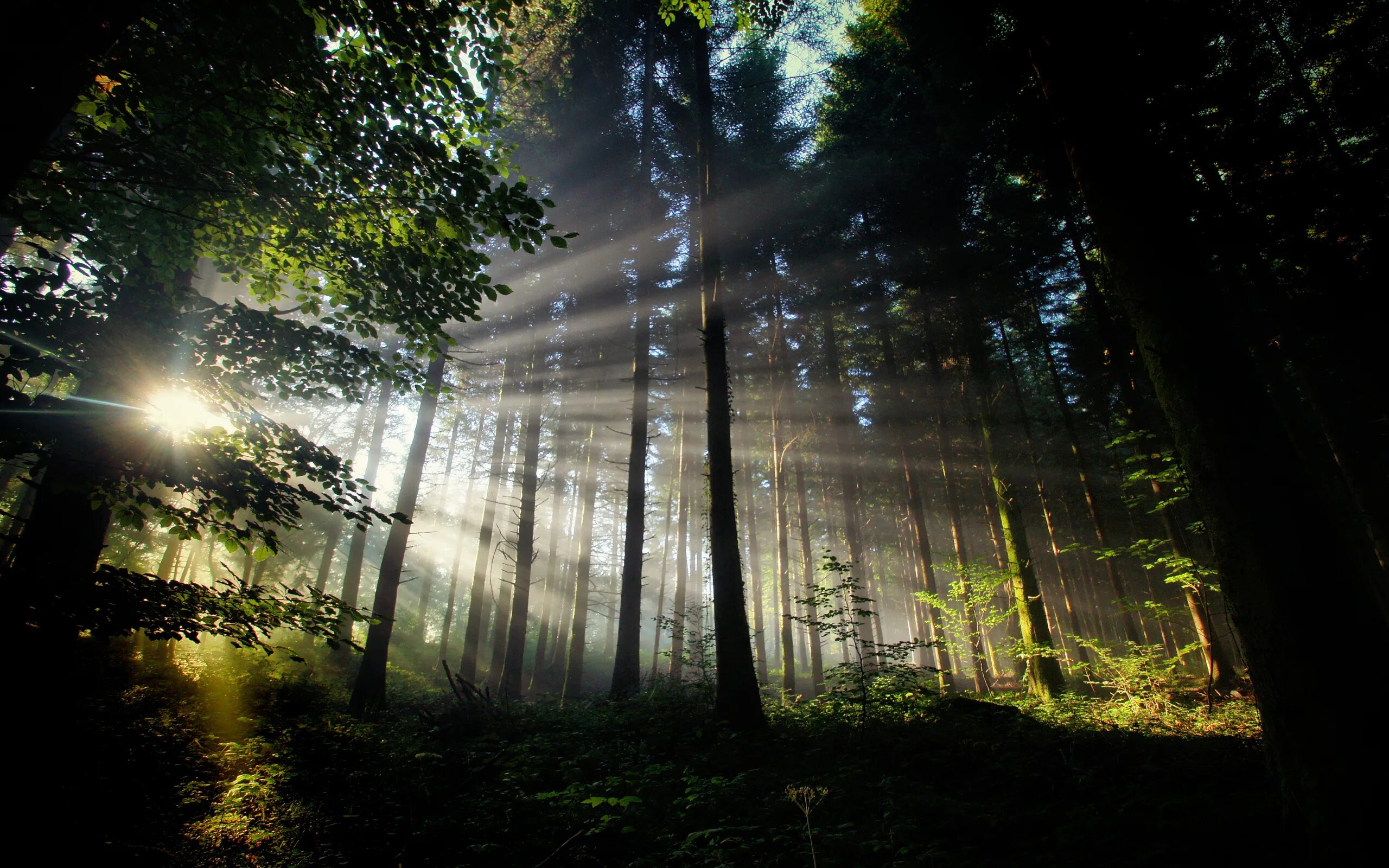 Красивые леса. Свет в лесу. Лучи солнца в лесу. "Солнце в лесу". Лес солнце и звезды