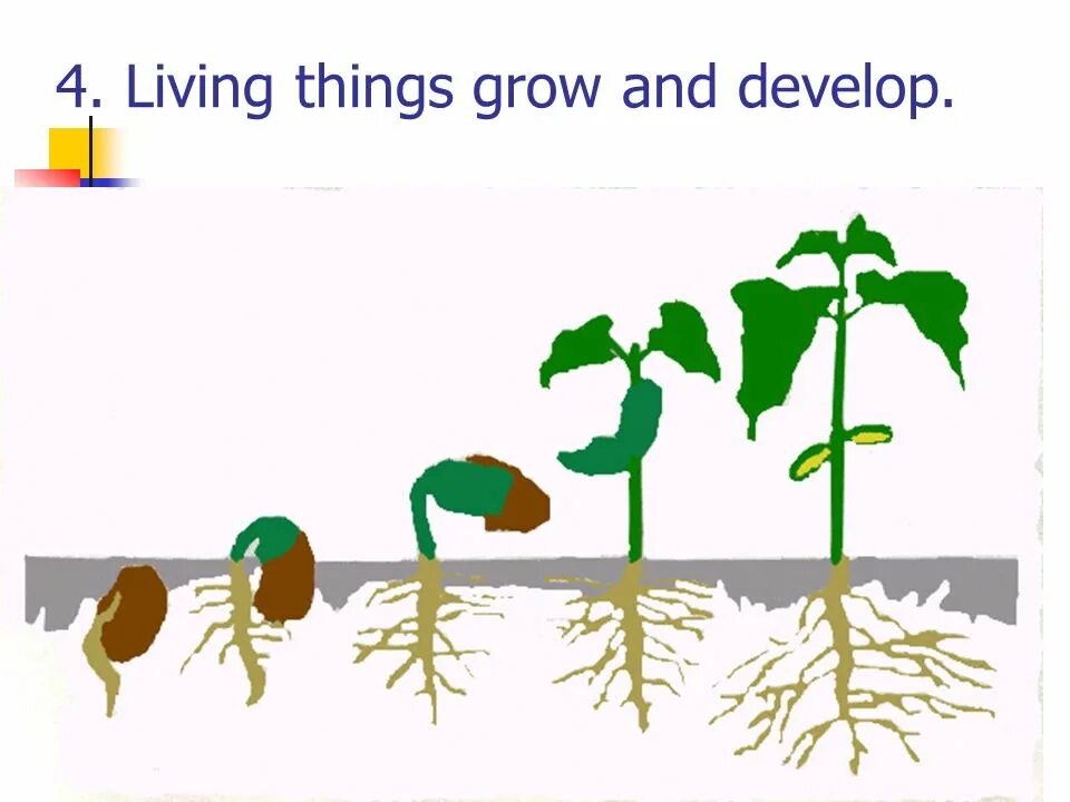 Рост растений и животных. Развитие растений для детей. Цикл развития растений для детей. Зарисовать этапы роста растения.