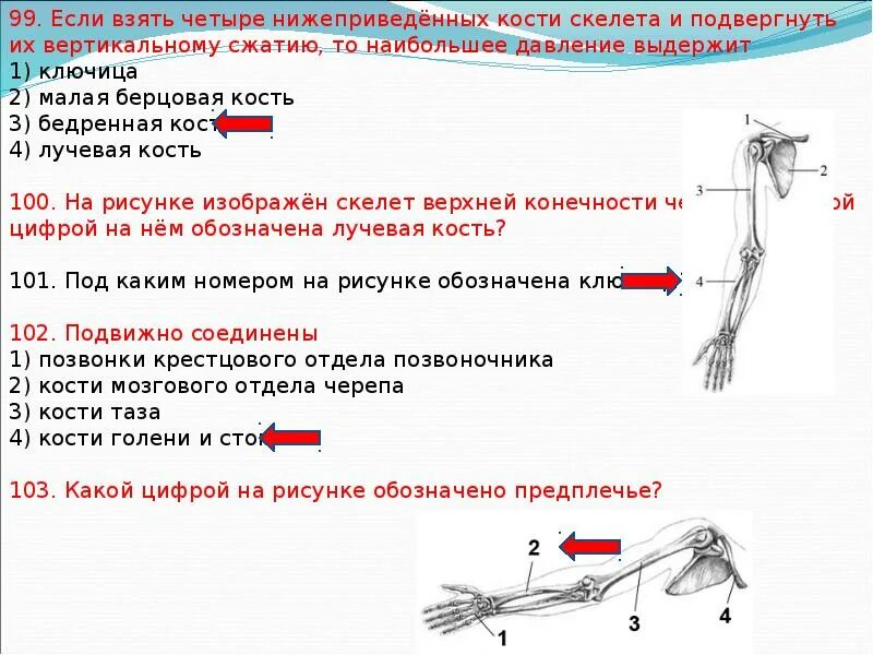 Сколько выдерживает кость. Кости скелета человека.лучевая кость. Лучевая бедренная кость. Малая берцовая и лучевая кость. Нагрузка на малую берцовую кость.