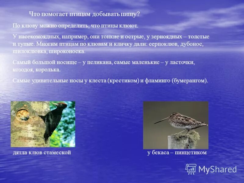 Бородатая неясыть. Bubo bubo sibiricus. Неясыть с добычей. Сова добывает пищу. Что помогает животным добывать пищу.