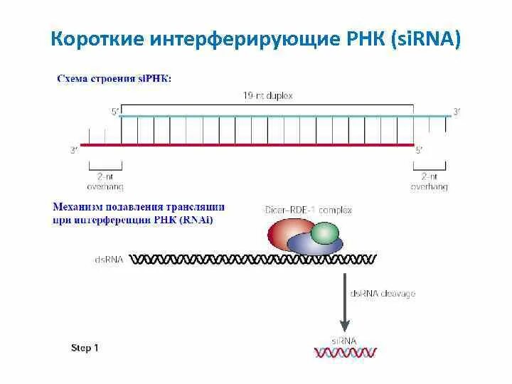 Короткие интерферирующие РНК. Малые интерферирующие РНК схема. Малая интерферирующая РНК функция. Строение малых интерферирующих РНК (Sirna).