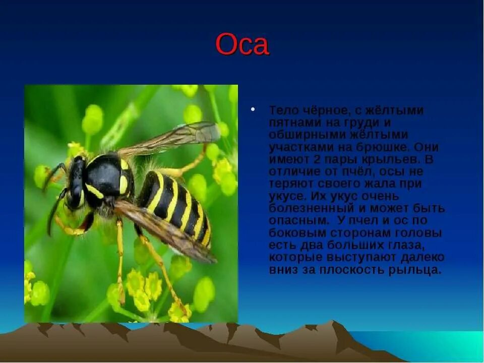 Оса описание. Оса краткое описание. Удивительные факты про ОС. Интересные факты о осах. Важная информация о пчелах 2