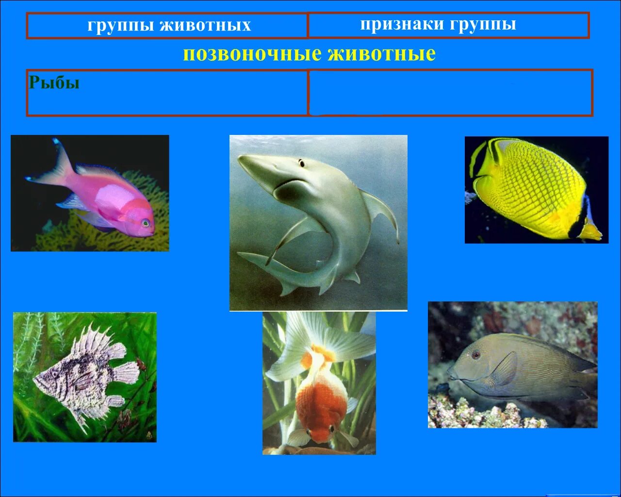 К группе беспозвоночных относится. Позвоночные животные. Группа животных рыбы. Позвоночные рыбы. Позвоночные животные рыбы.