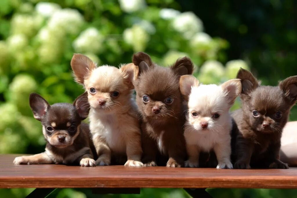 кутята чихуахуа. чихуахуа дир длинношерстный. щенки чихуа длинношерстная. чихуахуа черный длинношерстный щенок. щенки чихуахуа длинношерстные.