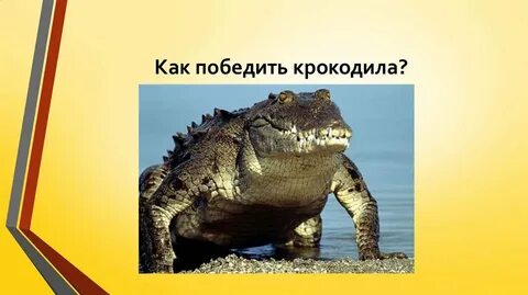 Кто победил крокодила