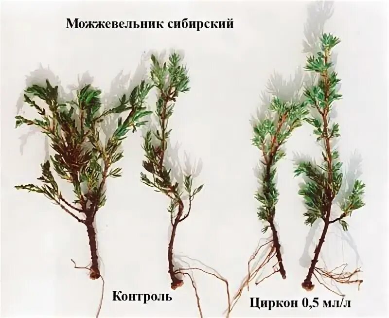 Циркон весной для хвойных. Циркон для хвойных до и после. Схема стрижки кипарисовика горохоплодного. Сибирский можжевельник противовоспалительное действие. Циркон для хвои.