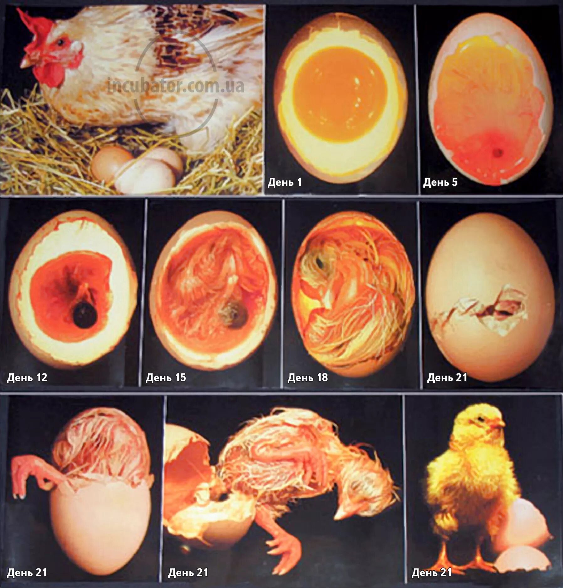 Стадия развития куриного инкубационного яйца. Овоскопирование утиных яиц. Яйцо индейки инкубационное овоскопирование. Инкубация утиных яиц овоскопирование.