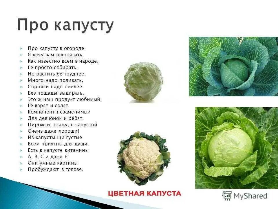 В апреле 2024 какого числа капусты. Стих про капусту. Детский стишок про капусту. Ребенок в капусте. Сообщение о капусте.