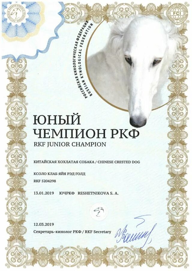 Чемпион ркф. Награды за выставки собак. Титул юный чемпион россии у собак. Диплом юный чемпион россии ркф 2022. Титул юный чемпион россии ркф.