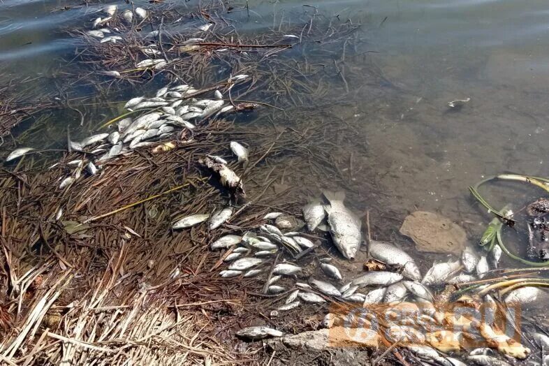 В воде гибнут. Отравленная рыба в водоемах. Массовая гибель рыбы.