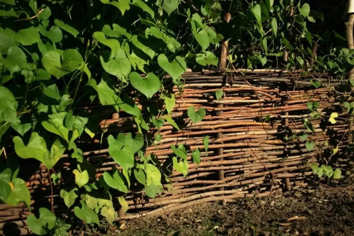 Кончаловский усадьба плетень. Пластиковый плетеный забор. Лоза ивы плетень. Плетень забор. Живая изгородь плетень ива.