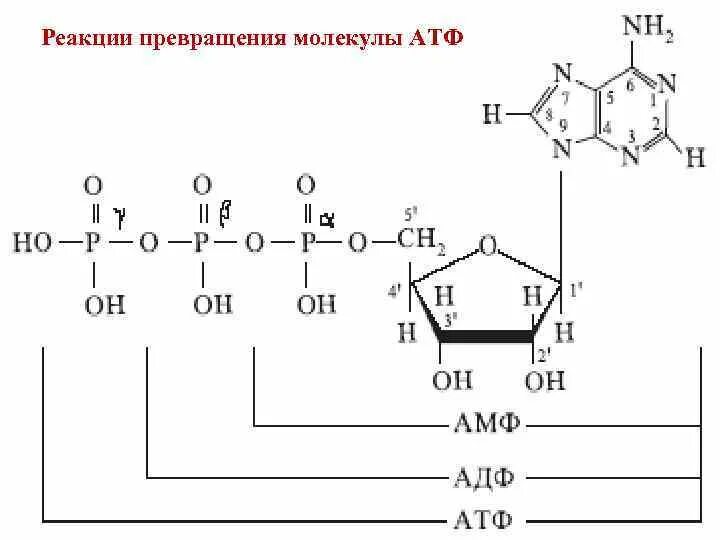 Рисунок молекулы атф. Структурная формула АДФ И АТФ. Аденозин 5 монофосфат формула.