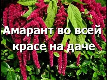 Амарант будь моей парой