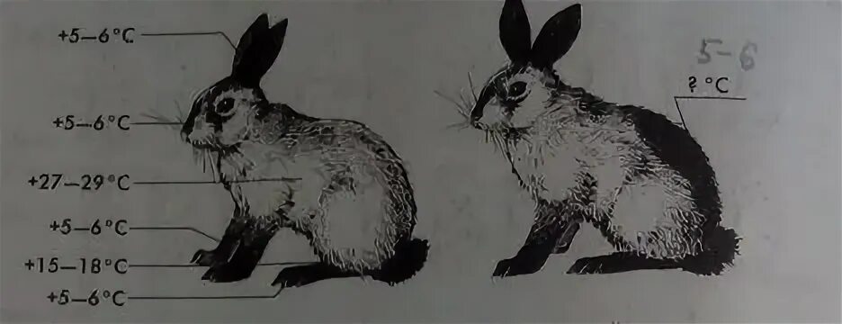 На рисунке изображены горностаевые кролики. Горностаевый кролик модификационная изменчивость. При рождении горностаевые кролики. От чего зависит развитие черной окраски шерсти у горностаевого. Изменение окраски шерсти у горностаевого кролика.