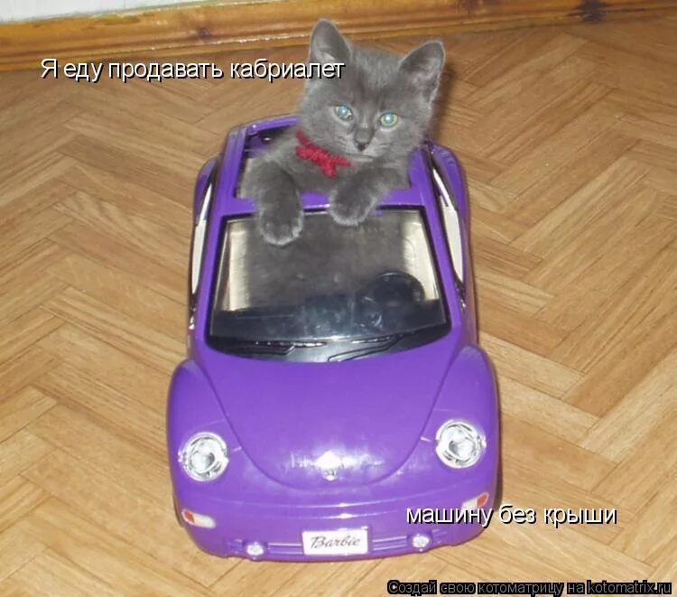 Покажи мне машины. Кот в машинке. Кошачья машина. Котенок на машинке. Котенок в игрушечной машине.