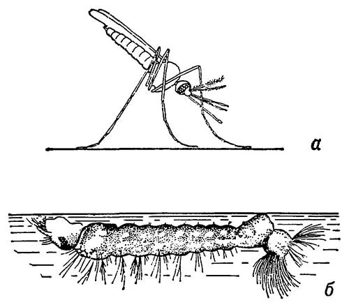 Какое развитие у малярийного комара. Личинки малярийных комаров. Личинка малярийного комара строение. Личинка малярийного комара анофелеса. Основные части личинки малярийного комара.