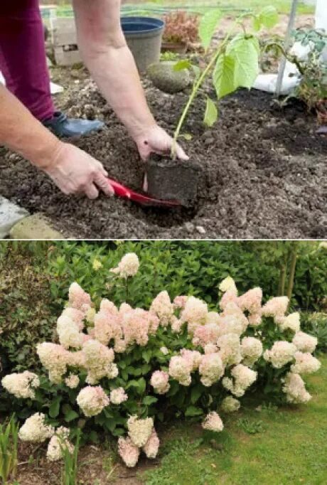 Pin on Jardines Growing hydrangeas, Garden vines, Growing plants