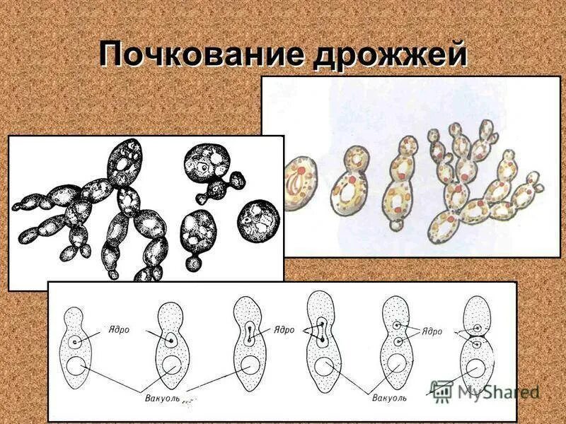 Дрожжи образование спор. Схемы размножения грибов почкование. Размножение дрожжей почкованием. Дрожжи грибы почкование. Размножение дрожжей почкованием схема.