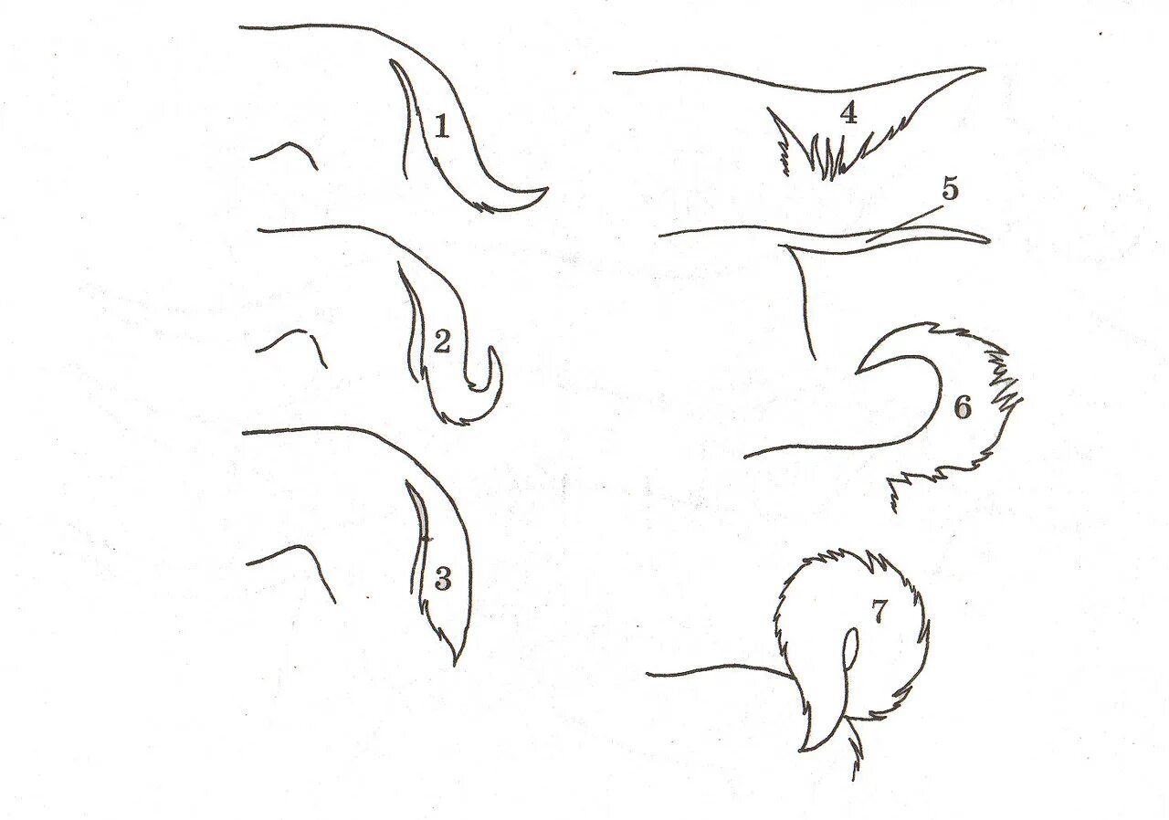 Под каждым хвостом. Саблевидный хвост у собак. Тип хвоста саблевидный. Саблевидная форма хвоста у собаки. Легкий рисунок сома с согнутым хвостом.