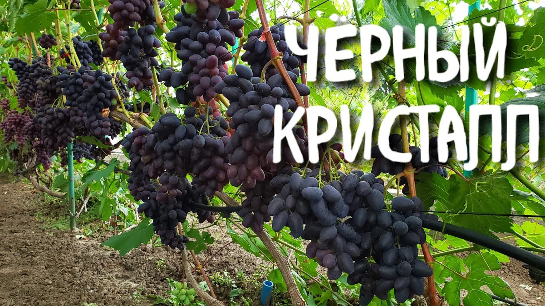 Купить саженцы Виноград Богатырь в Москве и РФ. Описание сорта. Пункты самовывоз