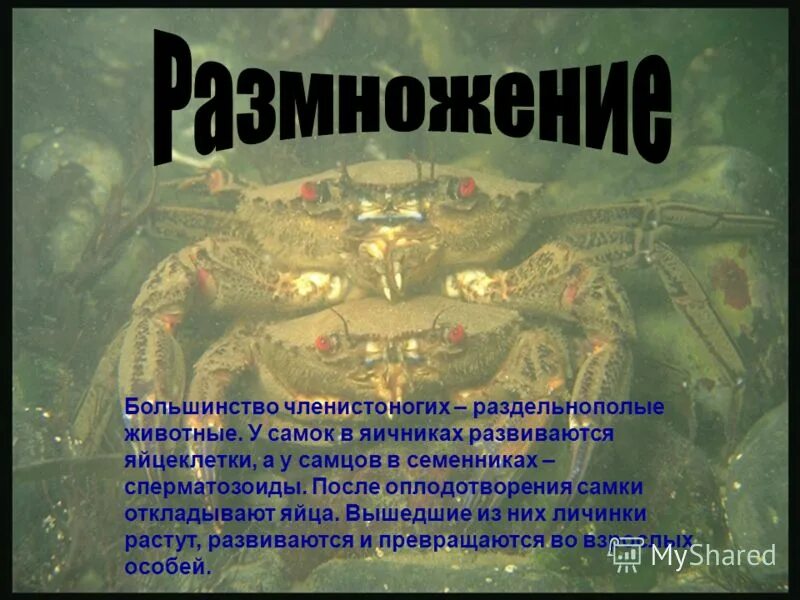 Членистоногие раздельнополые. Большинство членистоногих раздельнополые животные. большинство членистоногих раздельнополые. 5.большинство членистоногих раздельнополые.
