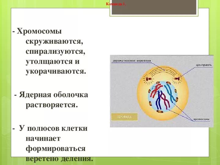 Растворение оболочки ядра происходит в. Профаза хромосомы спирализуются утолщаются. В процессе подготовки к делению хромосомы укорачиваются. Хромосомы укорачиваются и утолщаются в какой фазе. Растворяется ядерная оболочка в.