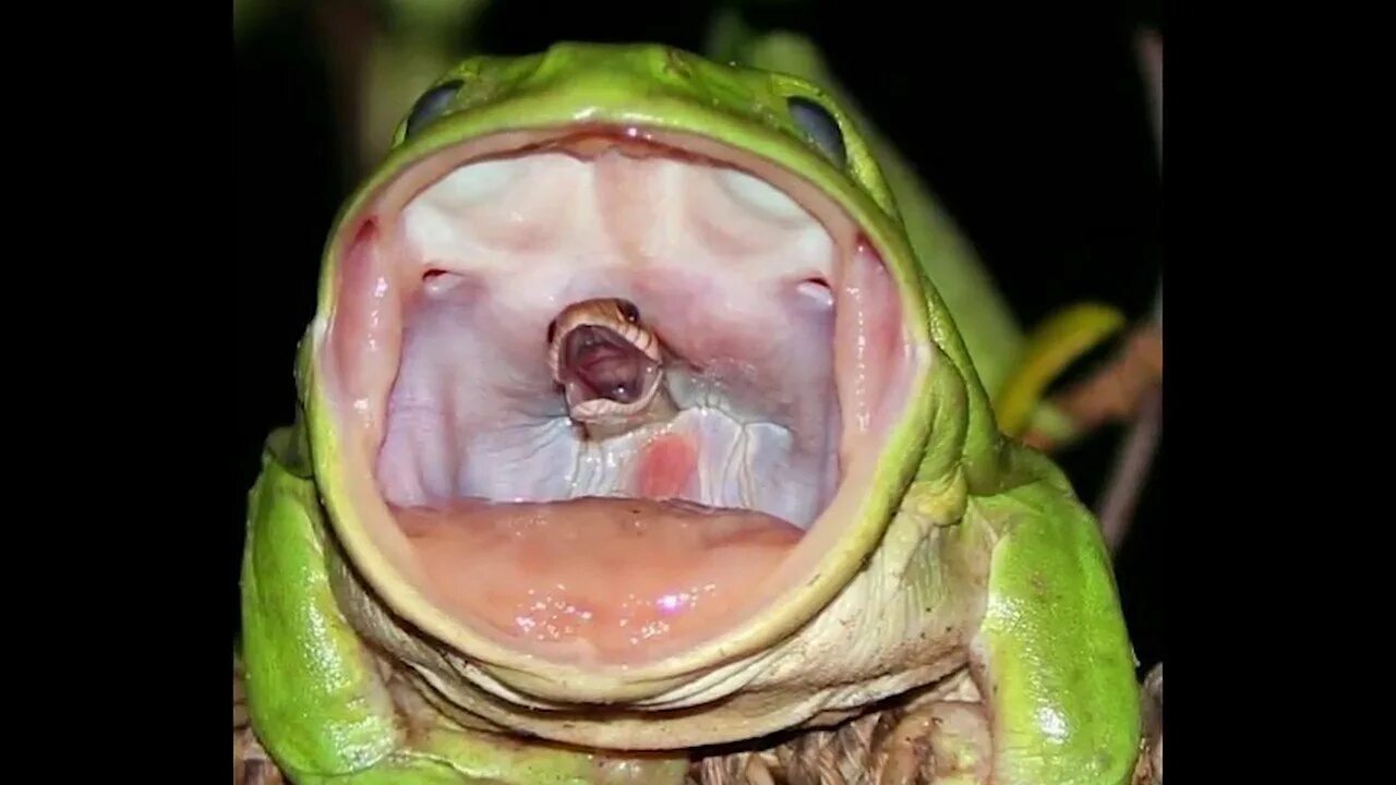 Лягушка открыла рот. Плотоядная жаба. Орущая лягушка.