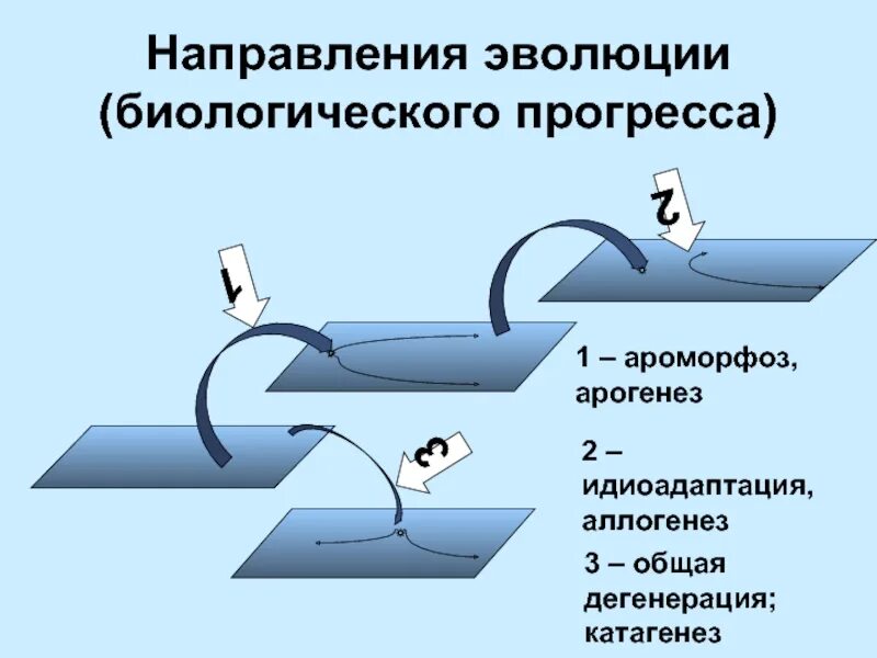 Направления развития прогресс. Направления эволюции биологический Прогресс. Арогенез аллогенез катагенез. Ароморфоз идиоадаптация общая дегенерация. Пути достижения биологического прогресса.