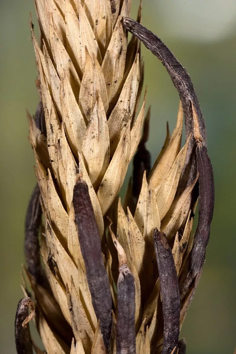 5 спорынья. Спорынья (claviceps purpurea). claviceps purpurea – спорынья пурпурная. спорынья (claviceps purpurea tulasne).. гриб claviceps purpurea.