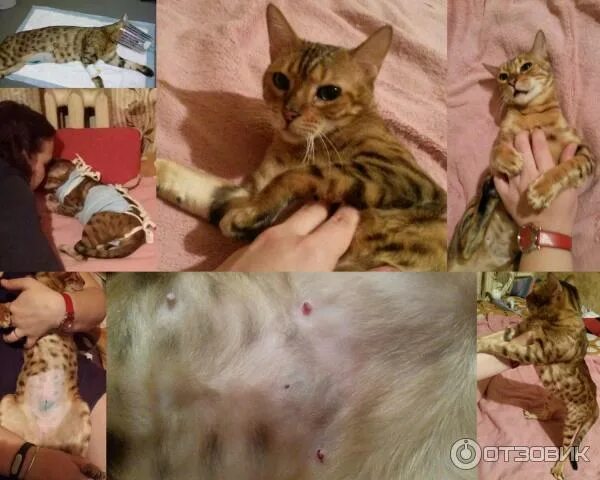 Проплан для снижения аллергенов в шерсти. Аллергия стерилизованных кошек. Таблетки для стерилизации кошек. Проплан для снижения аллергенов в шерсти. Аллергия у кота на роял канин.