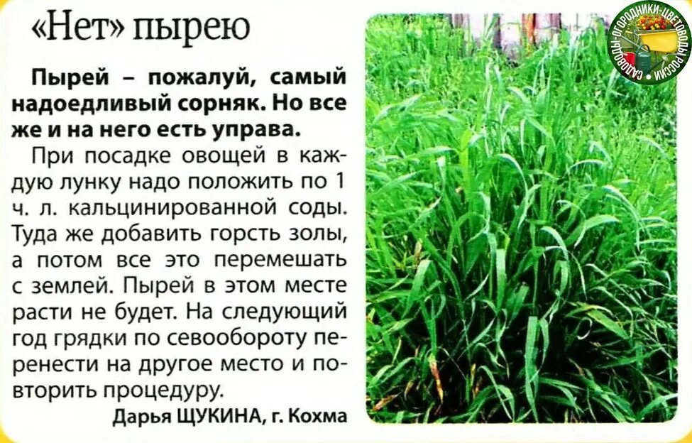 Как избавиться от травы пырей на огороде. На каких почвах растет пырей. растения которые растут в почве. средство от пырея на огороде. сорняки и кислотность почвы.