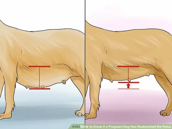 Беременна ли сука. Живот у беременных собак. У собаки провисает живот.