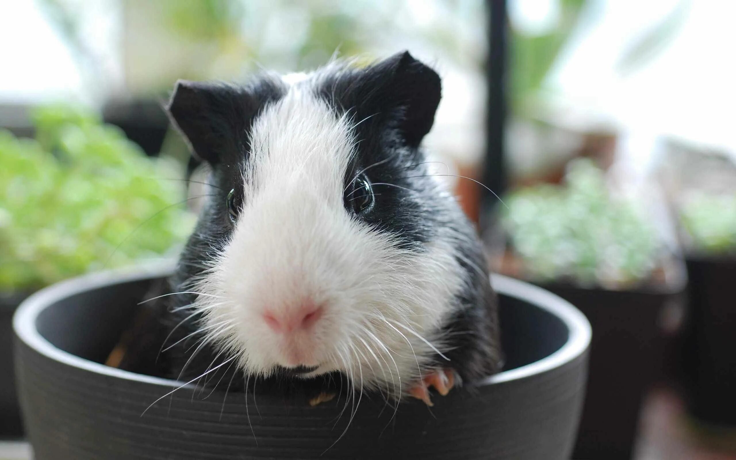 Pin on Guinea Pigs