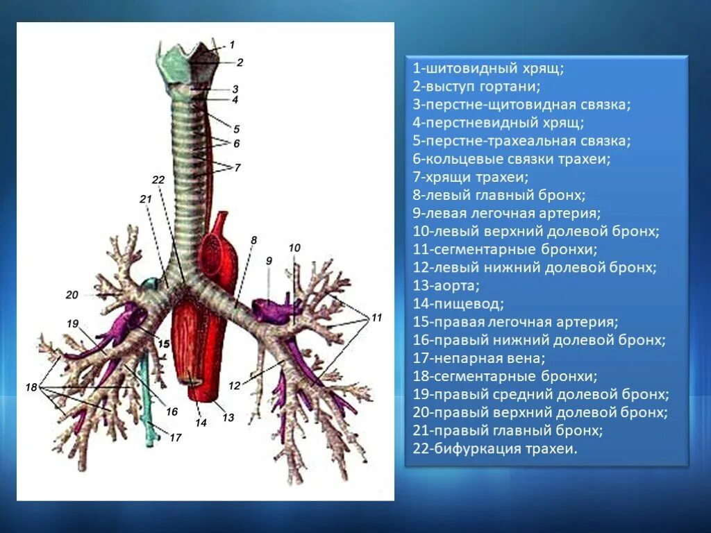 Бронхи на латыни. Бронхи анатомия. Трахея анатомия. Трахея и главные бронхи анатомия. Трахея анатомия строение.