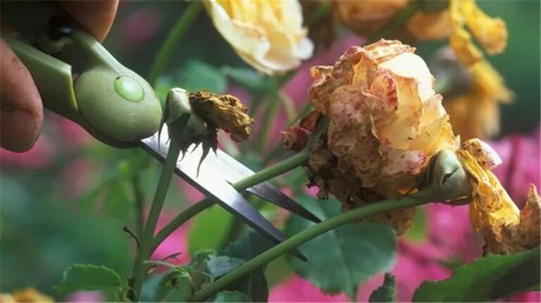 Красные бутоны джунейт фото. Бутон цветка. Tomurcuk. Отцветшие бутоны. Бутон розы.