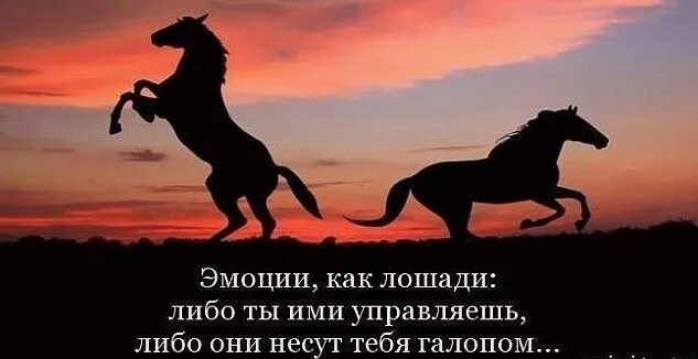 Выражение кобыла. Выражение кобыла. Текст про лошадей. Бред сивой кобылы фразеологизм. Выражение кобыла.