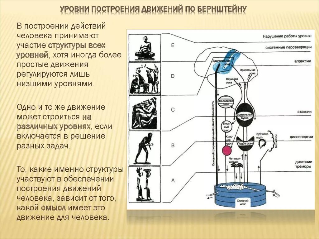 Уровни организации движений по н.а Бернштейну. Уровни построения движений по Бернштейну н.а таблица. Уровни регуляции движений по Бернштейну. Уровни регуляции движения по н.а.Бернштейну.