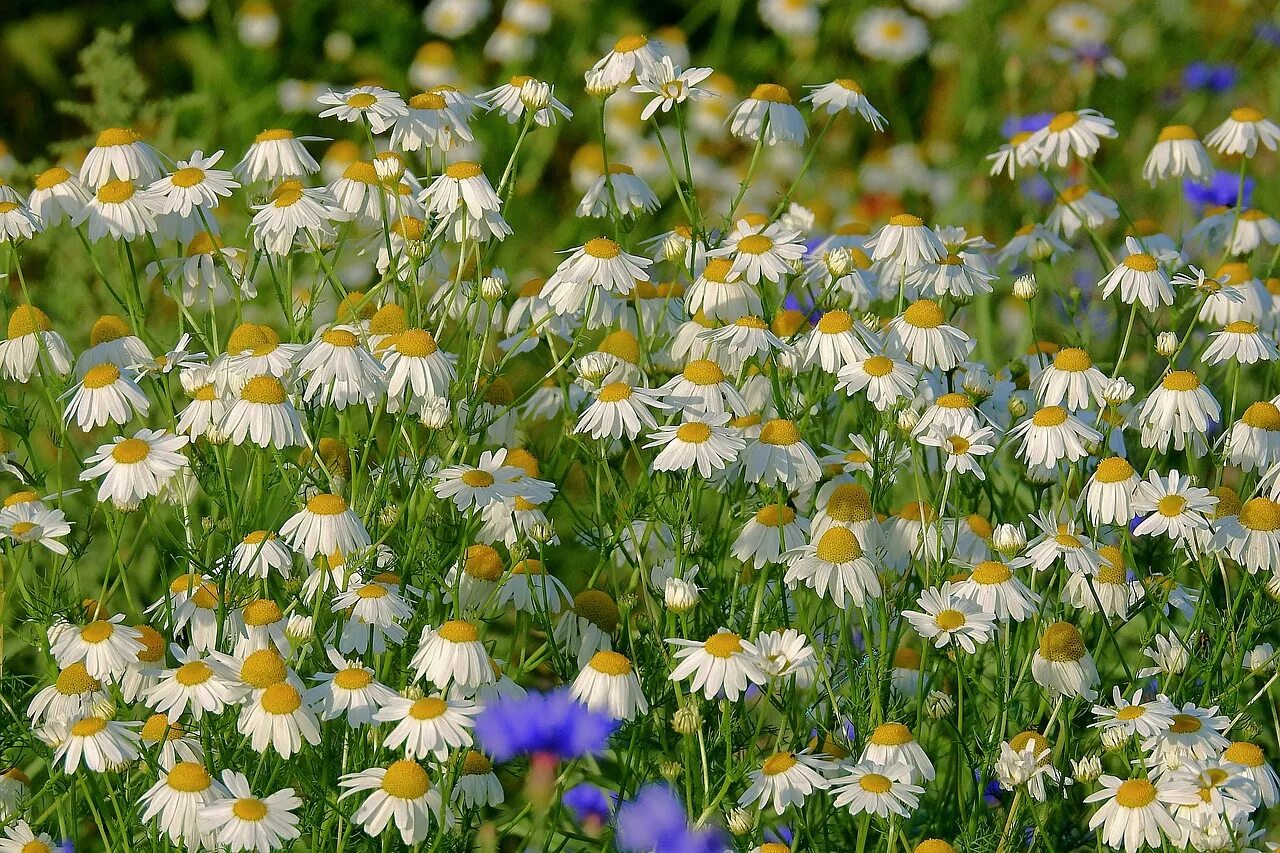 Ромашка луговой цветок. Camomile Ромашка. Ромашка Луговая. Луговые цветы ромашки. Луг с ромашками.