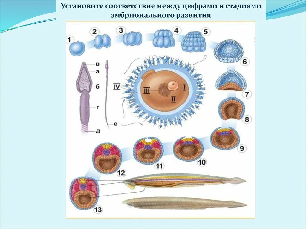 Как называется индивидуальное развитие человека. Индивидуальное развитие. Размножение и индивидуальное развитие. 5 Ступеней эмбрионального развития животного. Установите соответствие между рисунком и степени развития.