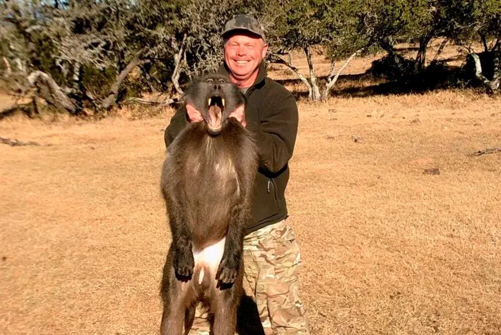 Почему убивают обезьян. Убийства обезьян детёныши. Горилла с малышом. Почему убивают обезьян. Гульман макака-резус.