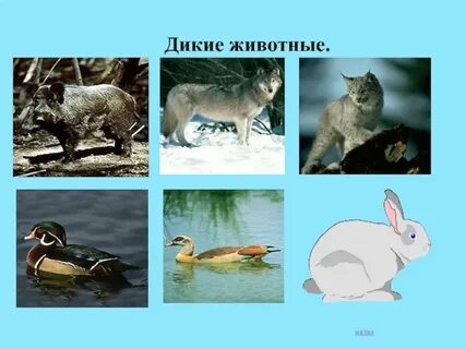 Назад животные