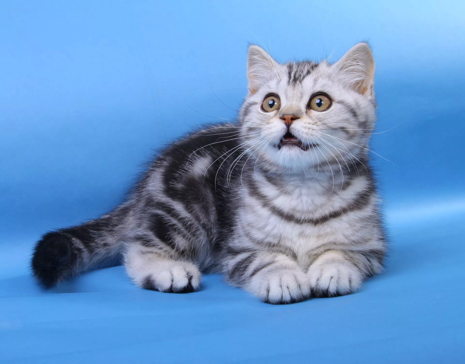 кот шотландец прямоухий мраморный. шотландский скоттиш фолд мраморный. котята скоттиш фолд мраморные. шотландская вислоухая кошка мраморная. шотландская вислоухая кошка мраморная.